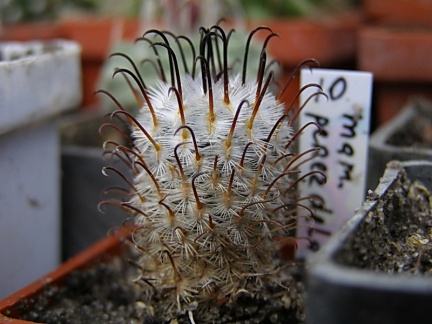 Mammillaria perezdelarosae (2113 відвідувань) Mammillaria perezdelarosae