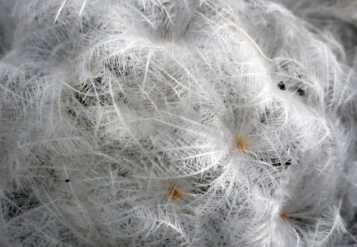 Mammillaria plumosa 001 (1645 відвідувань) Mammillaria plumosa 001