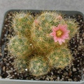 Mammillaria_prolifera_cv_L_ami_Lode.jpg