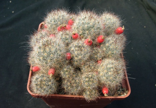 Mammillaria prolifera v multilanata (1686 відвідувань) Mammillaria prolifera v multilanata