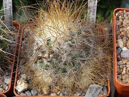 Mammillaria recoi ssp leptacantha (2075 відвідувань) Mammillaria recoi ssp leptacantha