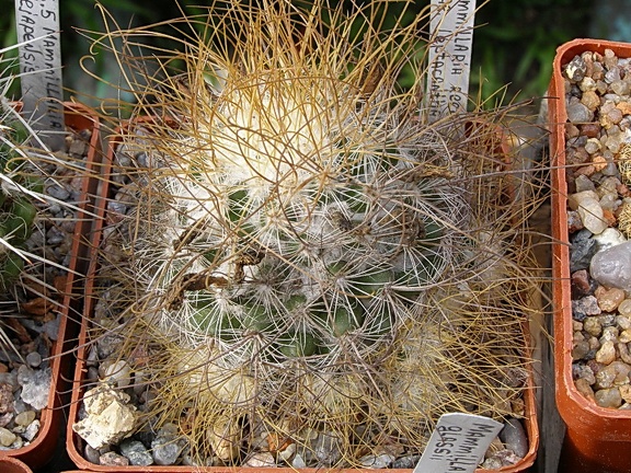 Mammillaria recoi ssp leptacantha (2076 відвідувань) Mammillaria recoi ssp leptacantha