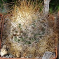 Mammillaria_recoi_ssp_leptacantha.jpg