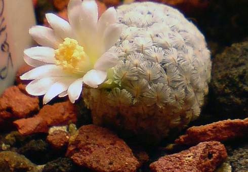 Mammillaria sanchez-mejoradae Aries (1634 відвідувань) Mammillaria sanchez-mejoradae Aries