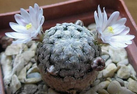 Mammillaria sanchez-mejoradae Ru (1690 відвідувань) Mammillaria sanchez-mejoradae Ru