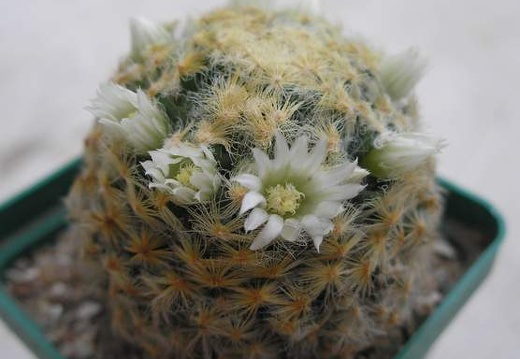 Mammillaria schiedeana Ann (1689 відвідувань) Mammillaria schiedeana Ann