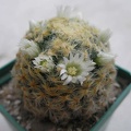 Mammillaria_schiedeana_Ann.jpg