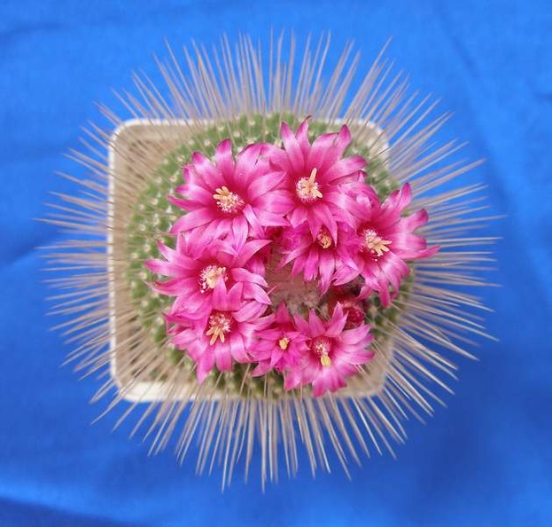Mammillaria_spinosissima__Uno_Pico__Lira.JPG