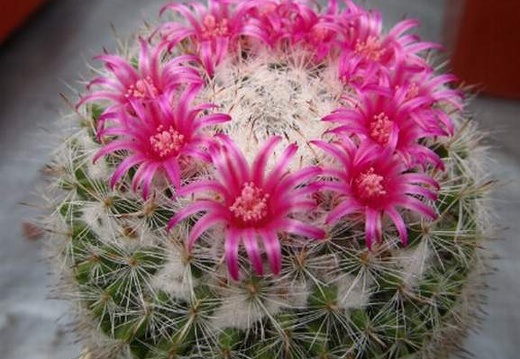 Mammillaria supertexta DA FG (1600 відвідувань) Mammillaria supertexta DA FG