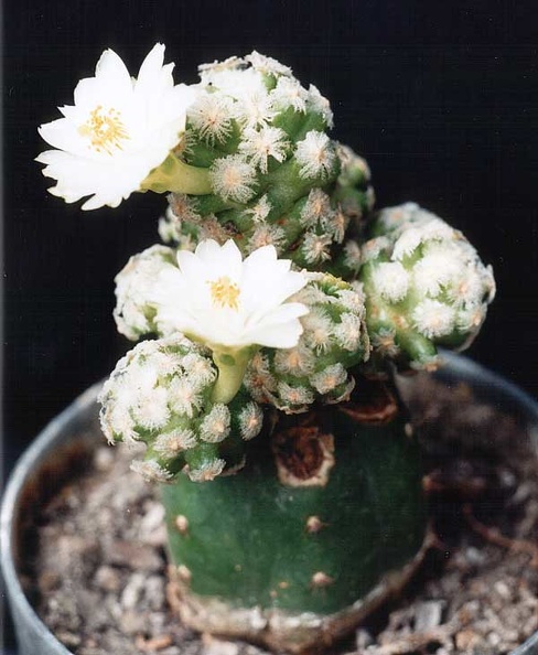 Mammillaria_teresae_v_albiflora.jpg