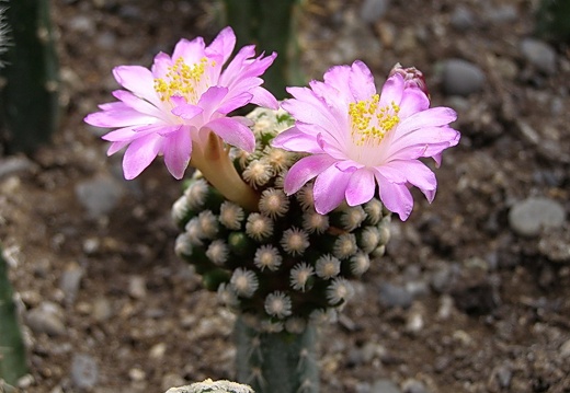 Mammillaria theresae3 (2178 відвідувань) Mammillaria theresae3