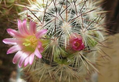 Ph Mammillaria microhelia Galin (1601 відвідувань) Ph Mammillaria microhelia Galin