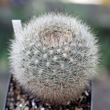 Matucana haynei (2397 відвідувань) Matucana haynei