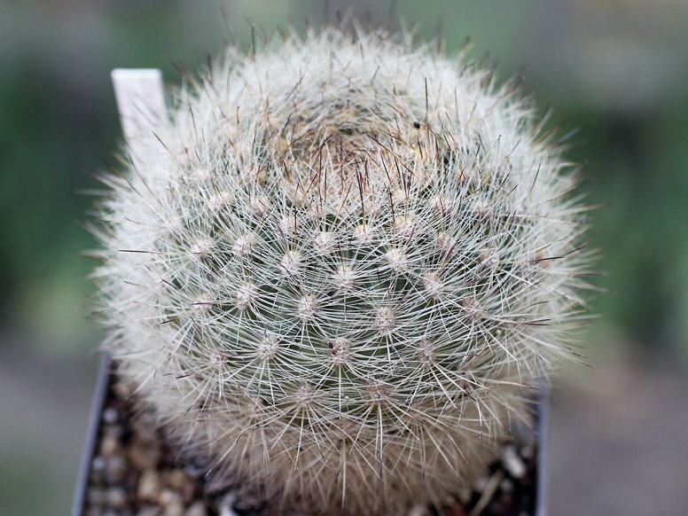 Matucana haynei (2397 відвідувань) Matucana haynei