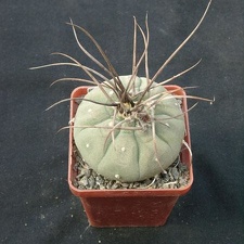 Matucana madisoniorum Gorb (2139 відвідувань) Matucana madisoniorum Gorb