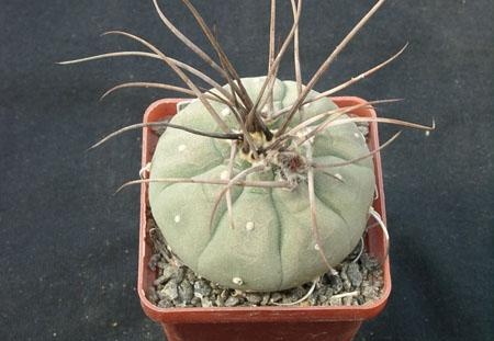 Matucana madisoniorum Gorb (2138 відвідувань) Matucana madisoniorum Gorb