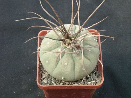 Matucana madisoniorum Gorb (2138 відвідувань) Matucana madisoniorum Gorb