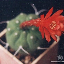 Matucana madisoniorum Iva (2023 відвідувань) Matucana madisoniorum Iva