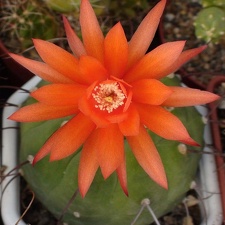 Matucana madisoniorum Sobolev (1999 відвідувань) Matucana madisoniorum Sobolev