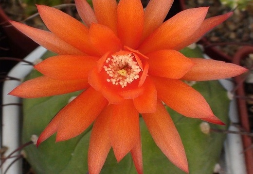Matucana madisoniorum Sobolev (1998 відвідувань) Matucana madisoniorum Sobolev
