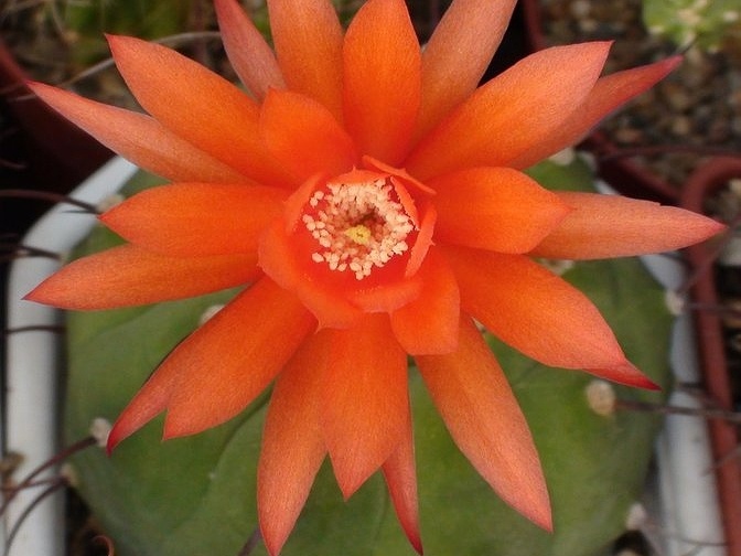 Matucana madisoniorum Sobolev (1999 відвідувань) Matucana madisoniorum Sobolev