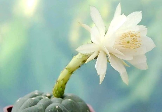 Matucana madisoniorum f albiflora Ru FG (2037 відвідувань) Matucana madisoniorum f albiflora Ru FG