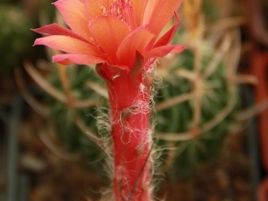 Matucana paucicostata 001 (2144 відвідувань) Matucana paucicostata 001