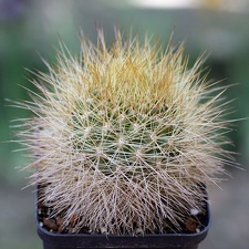 Matucana weberbaueri (2217 відвідувань) Matucana weberbaueri