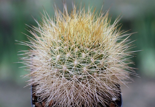 Matucana weberbaueri (2217 відвідувань) Matucana weberbaueri