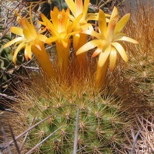 Matucana weberbaueri Fom (2112 відвідувань) Matucana weberbaueri Fom