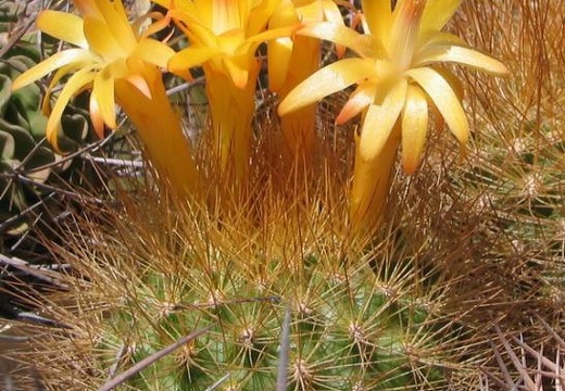 Matucana weberbaueri Fom (2110 відвідувань) Matucana weberbaueri Fom