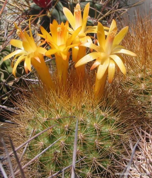 Matucana_weberbaueri_Fom.jpg