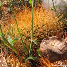 Matucana weberbaueri Fom1 (2112 відвідувань) Matucana weberbaueri Fom1