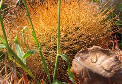 Matucana weberbaueri Fom1 (2110 відвідувань) Matucana weberbaueri Fom1