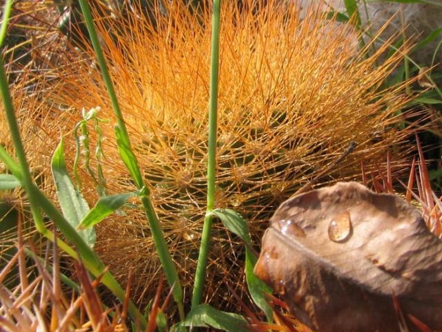 Matucana weberbaueri Fom1 (2110 відвідувань) Matucana weberbaueri Fom1