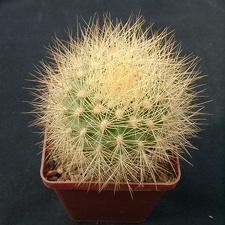Matucana weberbaueri Gorb (2071 відвідувань) Matucana weberbaueri Gorb