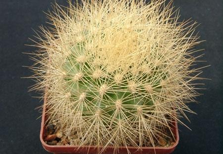 Matucana weberbaueri Gorb (2068 відвідувань) Matucana weberbaueri Gorb
