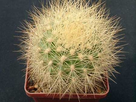 Matucana weberbaueri Gorb (2069 відвідувань) Matucana weberbaueri Gorb