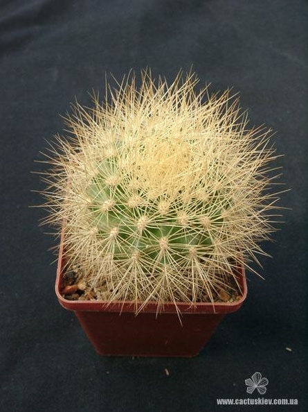 Matucana_weberbaueri_Gorb.jpg
