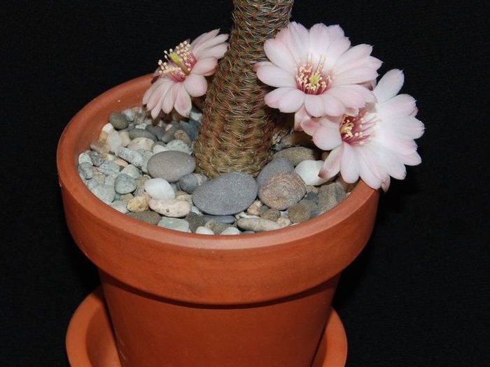 Ph Mediolobivia canacruzensis Moksa (2590 відвідувань) Ph Mediolobivia canacruzensis Moksa