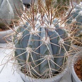 Melocactus azureus (2960 відвідувань) Melocactus azureus