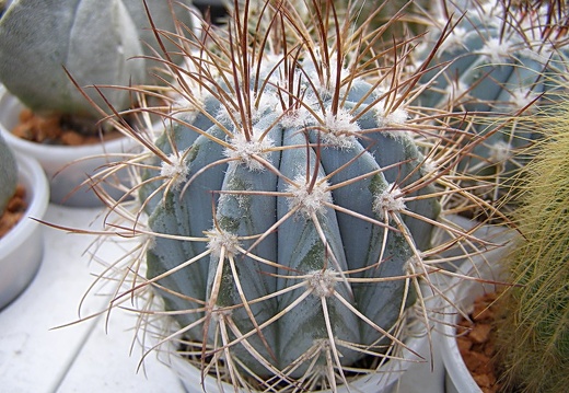 Melocactus azureus (2959 відвідувань) Melocactus azureus