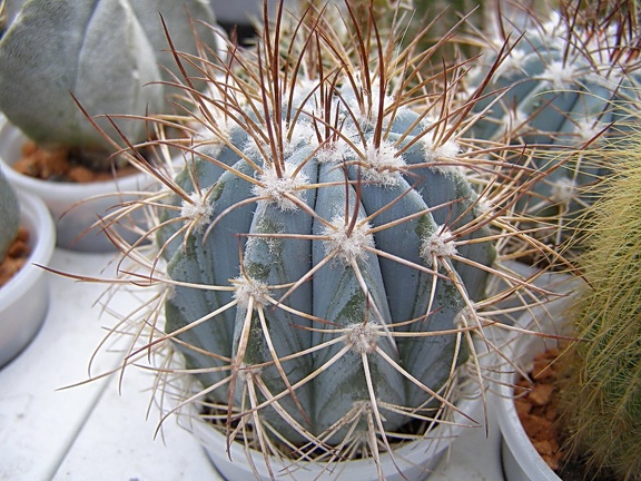 Melocactus azureus (2959 відвідувань) Melocactus azureus