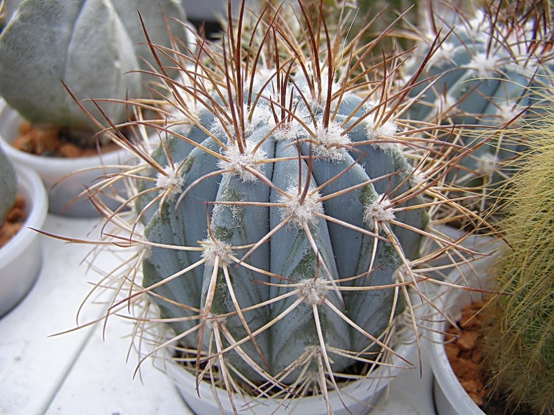 Melocactus_azureus.jpg