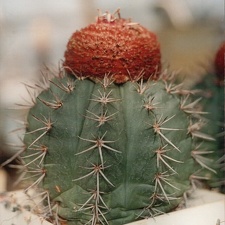 Melocactus bahiensis (3345 відвідувань) Фото Юрия Пикуля (Киев). Растение агрофирмы "Квіти У�... Melocactus bahiensis