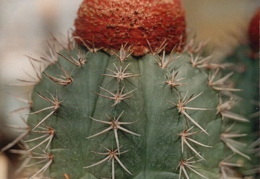 Melocactus bahiensis (3345 відвідувань) Фото Юрия Пикуля (Киев). Растение агрофирмы "Квіти У�... Melocactus bahiensis