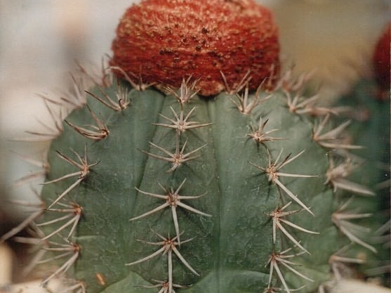 Melocactus bahiensis (3345 відвідувань) Фото Юрия Пикуля (Киев). Растение агрофирмы "Квіти У�... Melocactus bahiensis