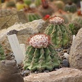 Melocactus caesius (2723 відвідувань) Melocactus caesius