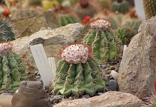 Melocactus caesius (2722 відвідувань) Melocactus caesius