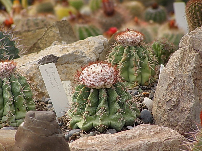 Melocactus caesius (2722 відвідувань) Melocactus caesius